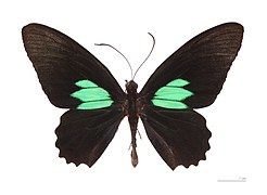 Emerald-patched cattleheart butterfly, Parides sesostris, creates its brilliant green using photonic crystals.