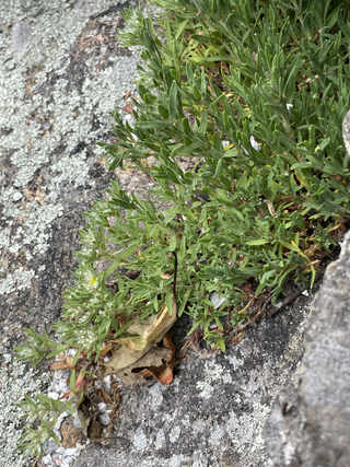 <i>Paronychia argyrocoma</i> Species of flowering plant