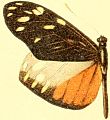 Patia cordillera sororna Male