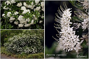 Descrierea imaginii Pavetta capensis 1.jpg.