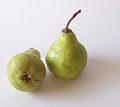 Packham's Triumph pear, or just Packham's pear