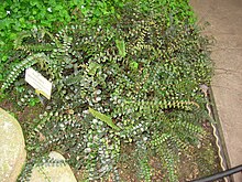Pellaea rotundifolia - Берлин ботаникалық бағы - IMG 8761.JPG