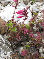 Penstemon newberryi