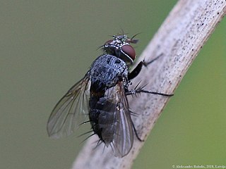 <i>Peribaea tibialis</i> Species of fly