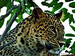 Persian Leopard (Panthera pardus saxicolor).jpg