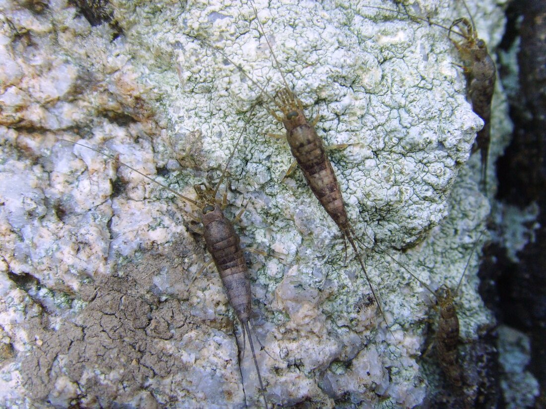 Petrobius