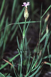 <i>Petrorhagia prolifera</i> Species of flowering plant