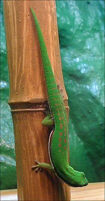 Gekon w czarne paski (Phelsuma nigristriata)