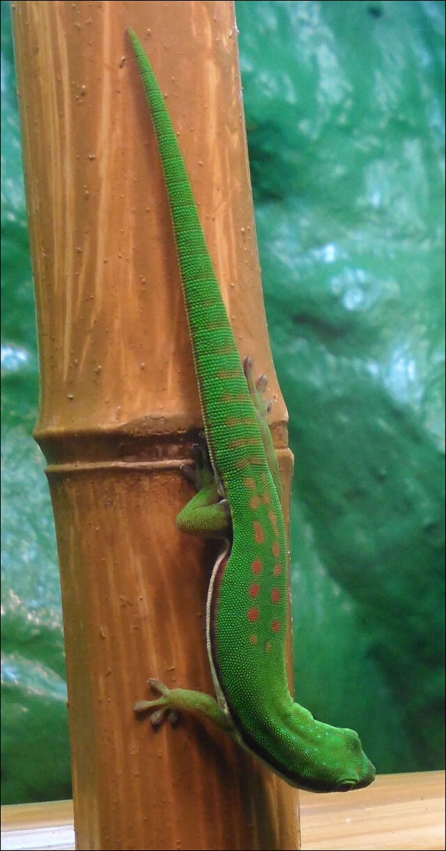 Description de l'image Phelsuma nigristriata.jpg.