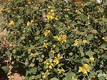 Phlomis chrysophylla.jpg