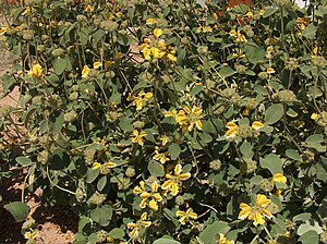 Phlomis chrysophylla.jpg