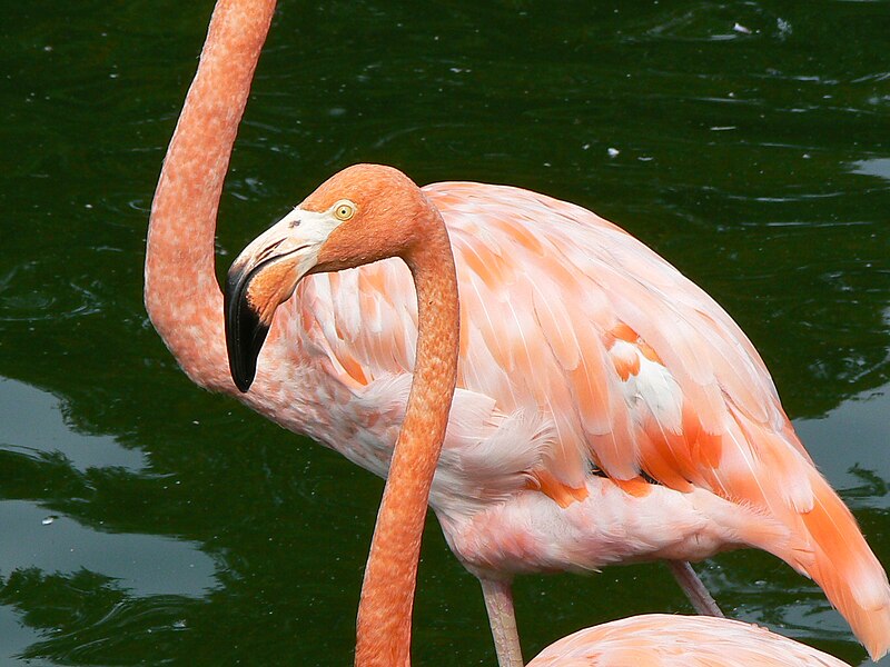 File:Phoenicopteridae zoo.JPG