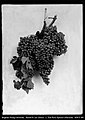 Photograph of Grapes in 1896.jpg