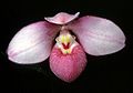 Rausvoji vyžūnė (Phragmipedium schlimii)