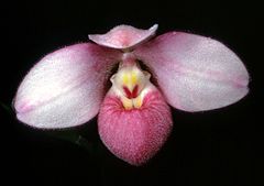 Description de l'image Phragmipedium schlimii Orchi 02.jpg.