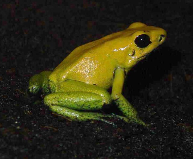 Description de l'image Phyllobates bicolor frog on soil.jpg.