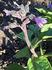 Physochlaina orientalis flowers giving way to immature fruits. Physochlaina orientalis flowers setting fruit.jpg