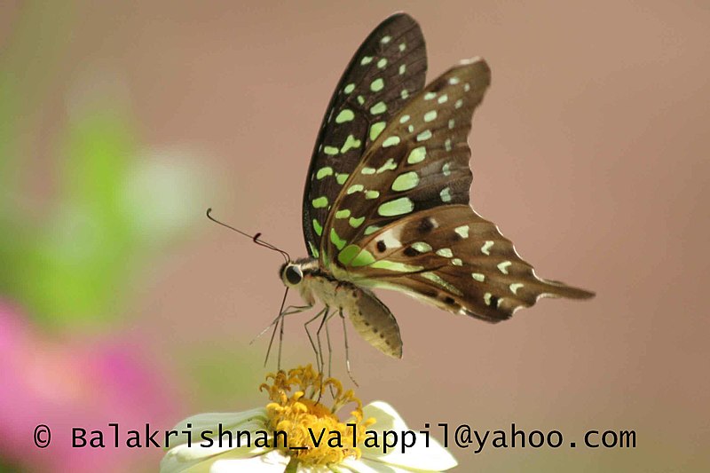 File:Pi Tailed Jay 03 June 2007 B (529730697).jpg