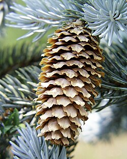 Picea pungens2.jpg