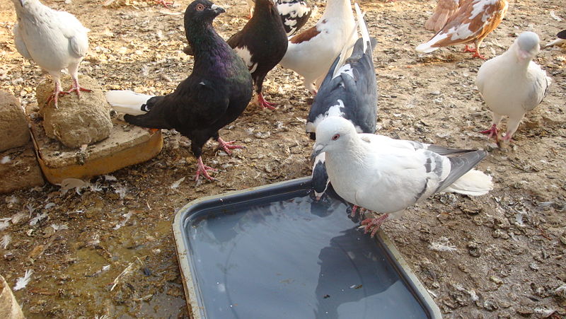 File:Pigeons drinking water.jpg