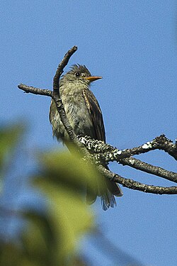 Pileated Flycatcher - Mexico S4E9492 (16251012834).jpg