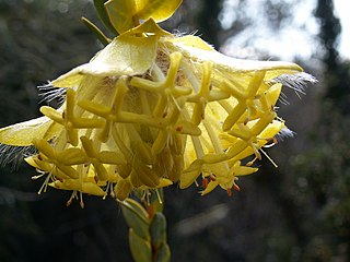 <i>Pimelea suaveolens</i> species of plant