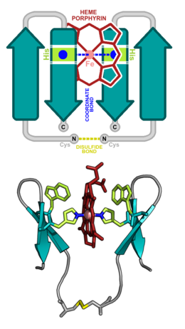 Pincer-1: A designed heme-binding peptide adopting an all-beta secondary structure. ABOVE: Topological representation of Pincer-1 showing the secondary structure and designed interacting residues. BELOW: All-atom 3-dimensional model of Pincer-1. This model was partially confirmed using NMR. Pincer-1 beta heme peptide.png