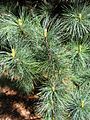 Foliage, cultivated, Botanical Garden in Wrocław, Poland