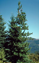 Young tree, Idaho
