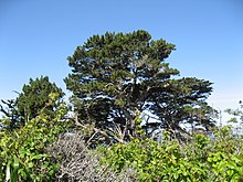 Pinus radiata forest in Point Lobos, California