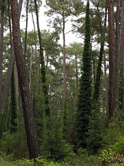 Лесной хвойный пояс. Пицунда Абхазия сосны. Леса Грузии. Сосновый лес верхушки деревьев. Лес в Грузии сосны.