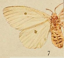 Pl.14-07-Laelia soloides = Sphragista kitchingi (Bethune-Baker, 1909) .JPG