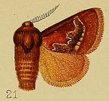 Pl.39-сурет.21-Miresa semicalida Hampson, 1910. JPG