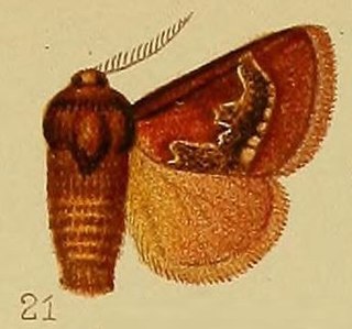 <i>Miresa</i> genus of moths in the family Limacodidae