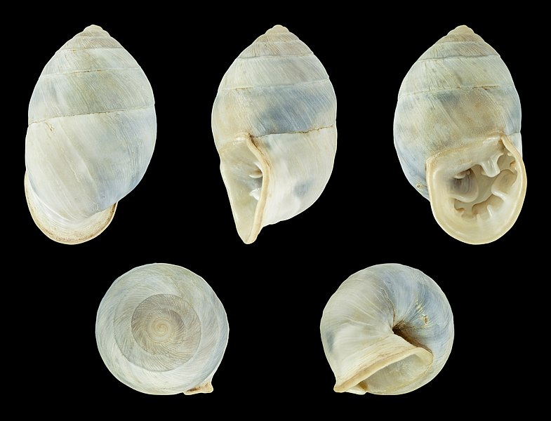 File:Plagiodontes daedaleus f. minor 01.JPG