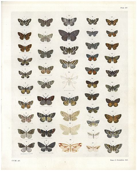 File:Plate XV The butterflies & moths of New Zealand.jpg