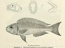 Plecodus paradoxus.jpg