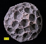 Fossil of the Silurian-Carboniferous tabulate coral Pleurodictyum Pleurodictyum americanum Kashong.jpg