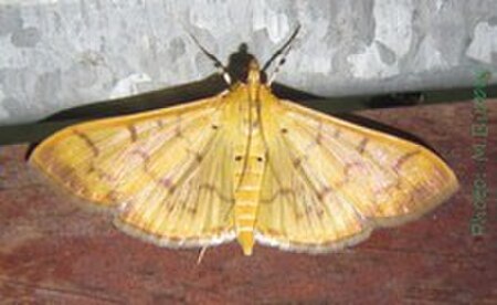 Patania balteata