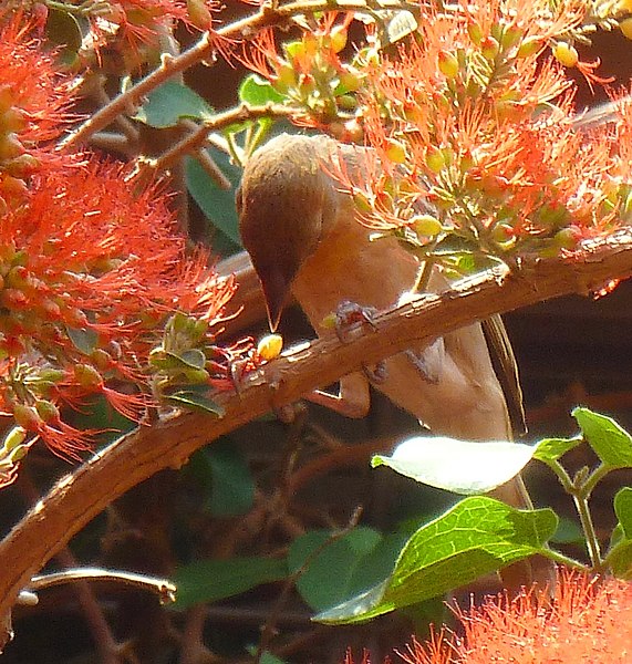 File:Ploceus velatus by Combretum microphyllum, Manie vd Schijff BT, a.jpg