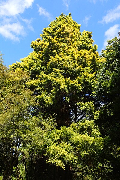 File:Podocarpus totara 'Aureus' kz01.jpg