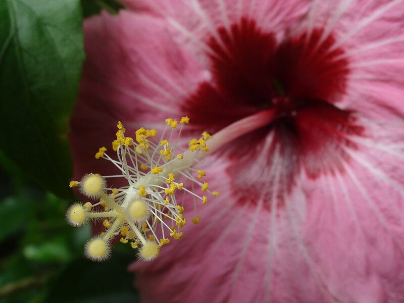 File:Pollen from Fijian Flower close-up.jpg