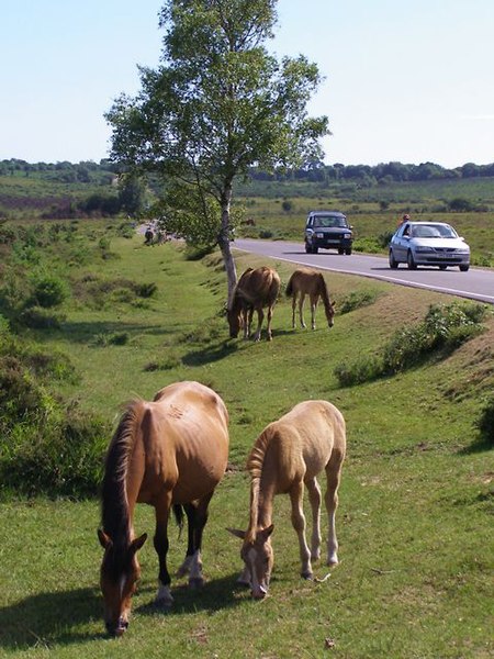 File:Ponies grazing by the road, Whitten Bottom, New Forest - geograph.org.uk - 211763.jpg