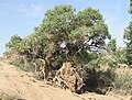 Populus diversifolia, Ekhiin-Gol oazis, Shinejinst sum, Bayankhongor province, Mongolia, Gobi desert.JPG