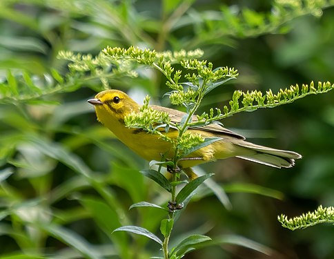 Prairie warbler, Central Park Shakespeare Garden