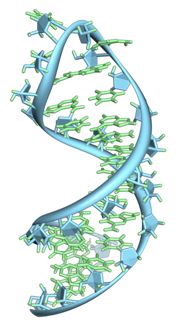 File:Pre-mRNA-1ysv-tubes.png