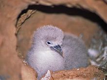 Chick in burrow, Kilauea Point National Wildlife Refuge Procellariidae - Puffinus pacificus (Wedge-tailed Shearwaters).jpg