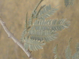 Prosopis koelziana Prosopis koelziana 2.JPG