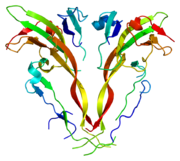 ACVR2B, involved in cell signaling