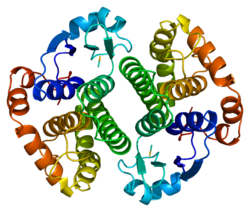 پروتئین GSTP1 PDB 10gs.png